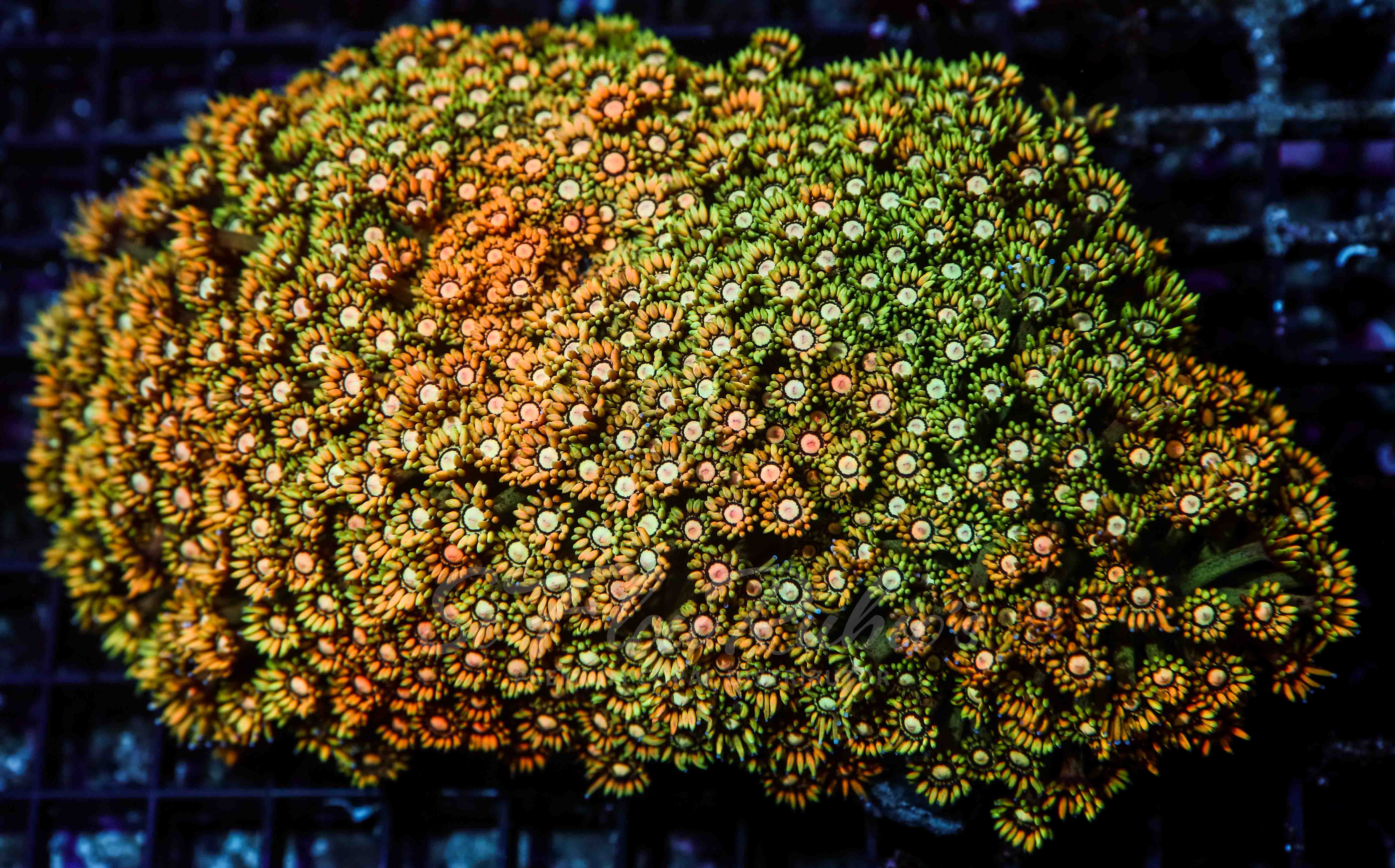 Goniopora coral