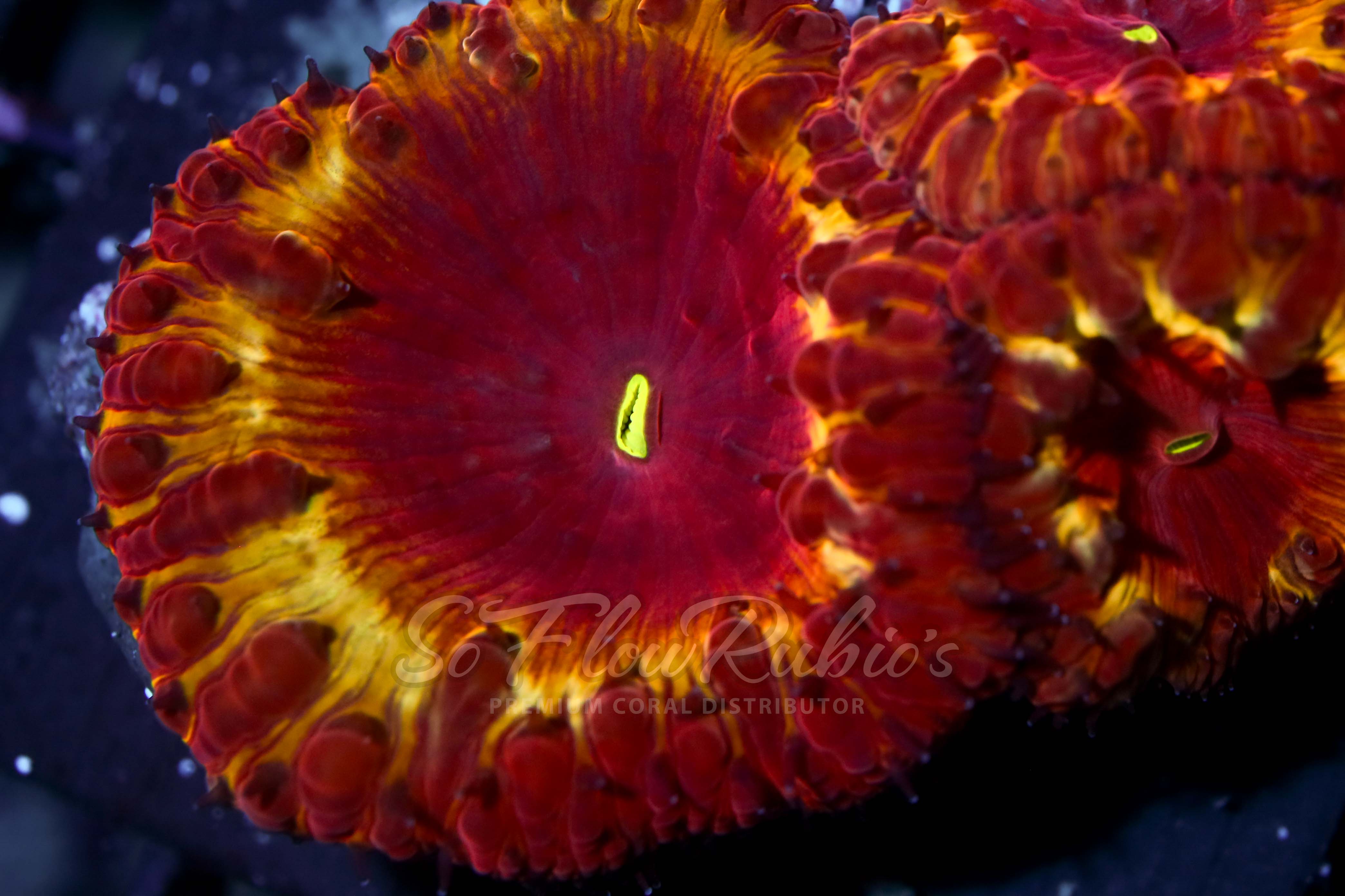 Blasto coral de SoFlow Rubio's Corals