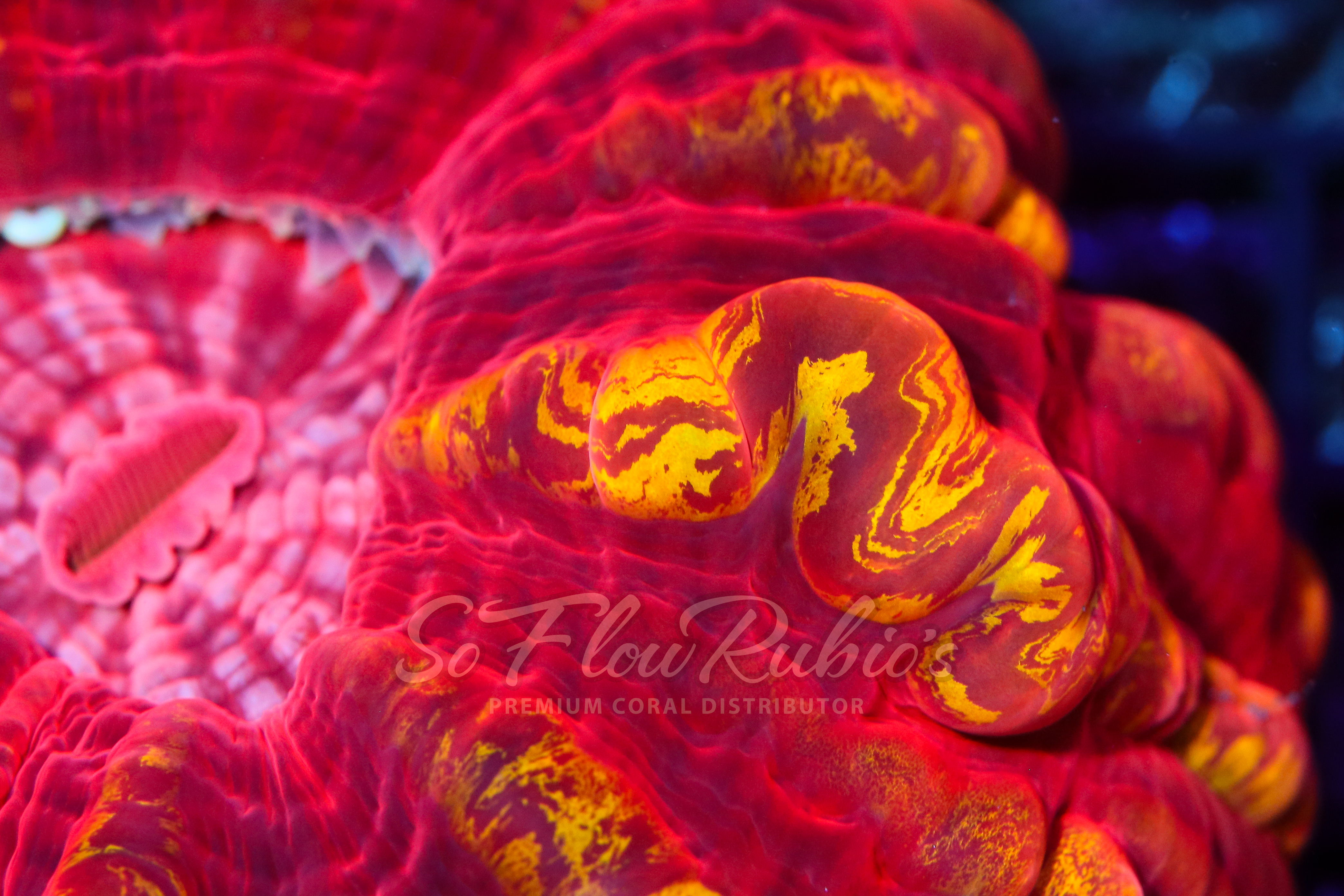 Cynarina coral