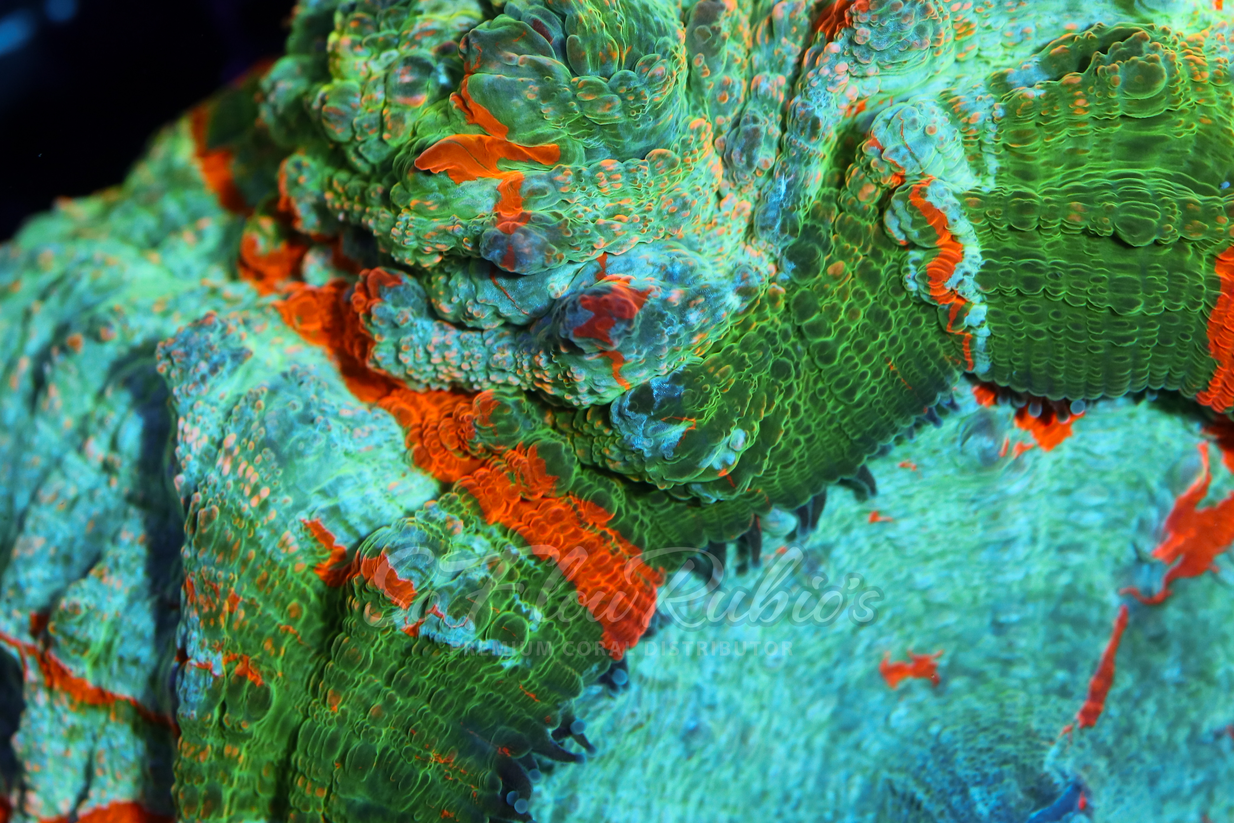 Donut Coral