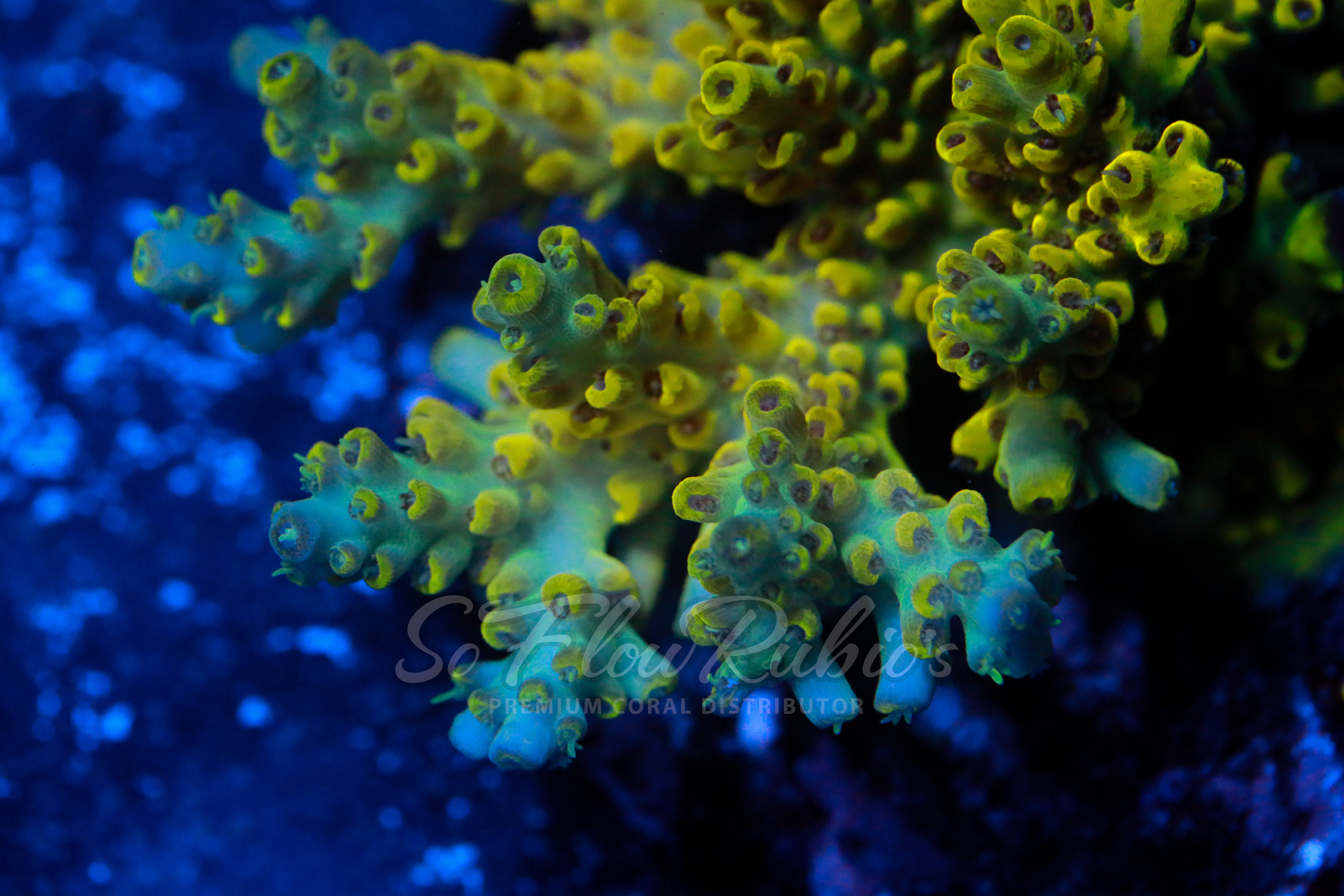 Acropora coral